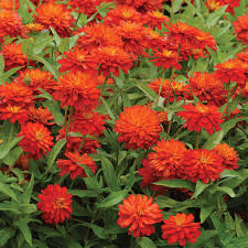 It performs exceptionally well in gardens, planters and landscapes, due to its combined tolerance for both cool and hot, humid conditions. Zahara Double Fire Zinnia Aas Winners Horticultural Products Services