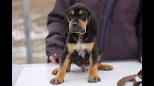 The black and tan coonhound is a breed known for its hunting capabilities as already mentioned. Cute Little Hound Babies Black And Tan Beagle Cross Puppies Youtube