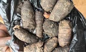 Image result for Curculigo pilosa