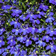 They also make good fillers for hanging baskets and pots. Shade Container Plants 10 Of The Best Blue Annuals For Planters In The Shade Gardening From House To Home