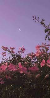27 Very Pretty Iphone Xr Wallpapers That Will Jazz Your Phone Up Iphone Wallpaper Iphonexr Background Sky Aesthetic Night Sky Wallpaper Nature Aesthetic