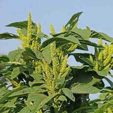 Amaranthus Seeds Amaranthus Hypochondriacus Green Thumb Flower Seed