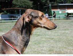 Chart Polski Hound Photo Chart Polski Is A Such A Big Dog