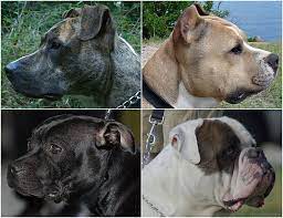 4 Types Of Pitbulls And What Makes Them Different K9 Web