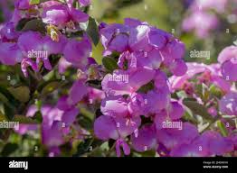 Image result for Podalyria