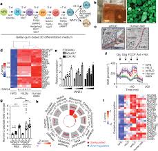 La bloc a fost unul dintre cele mai indragite si mai longevive seriale romanesti. Immune Evasive Human Islet Like Organoids Ameliorate Diabetes Nature