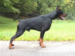 Doberman pinschers have been trained for personal protection, police/military, search and rescue , therapy, service guide dogs , and much more. 100 European Doberman Pups From Champion Health Tested Parents For Sale In Lewisville Texas Classified Americanlisted Com