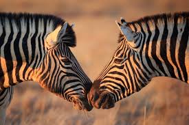 We did not find results for: Underneath The Zebra S Stripes Nature Portfolio Ecology Evolution Community