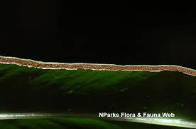 Image result for Lindsaea ensifolia