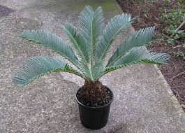 Intake of sago before proper processing to remove toxins can cause vomiting, liver damage, and even death. How To Care For Sego Palms Ehow Sago Palm Tree Sago Palm Poisonous Plants