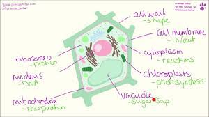 Plant cells contain many organelles such as ribosomes, the nucleus, the plasma membrane, the cell wall, mitochondria, and chloroplasts. Plant Cell Structure And Function Youtube