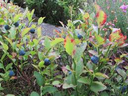Beautiful Bilberries