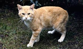 Manx cats come in a vast range of colors and patterns, from solids to tabbies to calicos. Manx Cat Breed Information