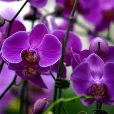 50 Seeds Phalaenopsis Seeds Butterfly Orchid Seeds Orchid Seeds Orchid Flower Flower Seeds