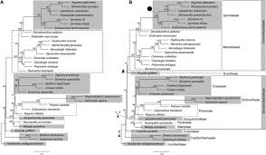 Image result for Lepistemon owariensis