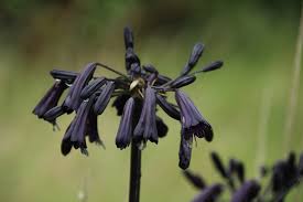 Image result for Agapanthus inapertus