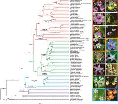 Image result for Ardisiandra wettsteinii