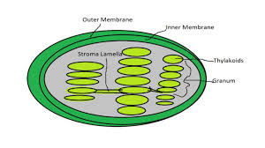 Since animal cells are softer than plant cells, centrioles are required to ensure the chromosomes are in the proper location when the cell divides. Https Digital Wpi Edu Downloads P5547t23k Locale En