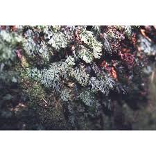 Image result for Hymenophyllum tunbridgense