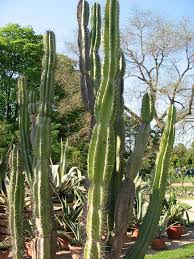 Image result for Cereus jamacaru