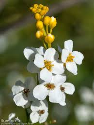 Image result for Crambe hispanica