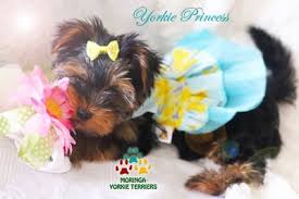 Though one of the smallest dog breeds, yorkshire terriers are feisty and spritely. Yorkie For Adoption Near Me