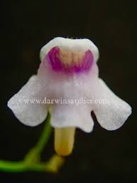 Image result for Genlisea hispidula