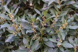 Image result for Lauraceae