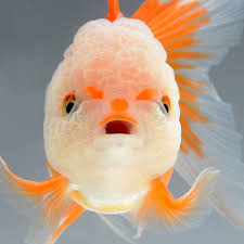 Dramatic Portraits Of Pet Fish Swimming With Personality Goldfish Aquarium Fish Pet Fish