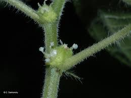 Image result for Pouzolzia parasitica