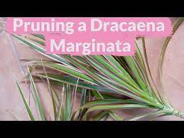How To Grow And Care For Madagascar Dragon Tree Dracaena Marginata One Of The Hardiest Houseplants With Re Dragon Tree Dracaena Plant Madagascar Dragon Tree