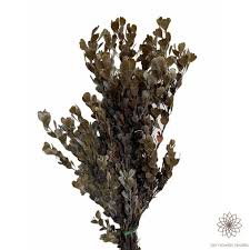 Image result for Secamone retusa