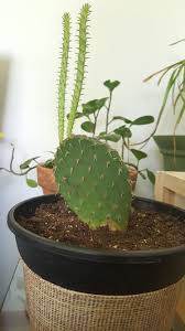 I use packaged cactus soil for all plants, and add extra perlite, as mentioned above. Cactus Stretching Is This Normal I Can T Recall If I Put This Little Guy In Regular Potting Soil When I First Got Him Mid December I Know It Should Have Been In A