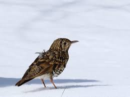 Image result for トラツグミ