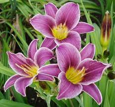 She is not affected by the heat in zone 8 or dry summers. Daylily Little Missy Day Lilies Backyard Plants Plants