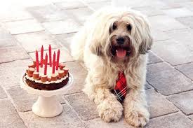 Hackfleisch Wurstchen Torte Fur Den Hunde Geburtstag Fashion Kitchen Hund Geburtstag Hunde Kuchen Kuchen Fur Hunde