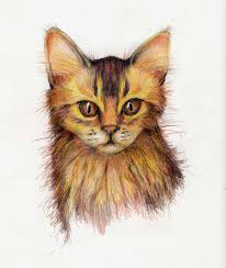 Colored Pencil Drawing Of A Somali Cat Animal Drawings Color Pencil Drawing Pencil Drawings