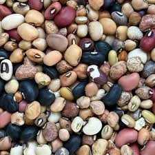 Image result for Vigna oblongifolia