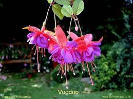 Fuchsia Voodoo Fuchsia Garden Rare Flowers Fuchsia