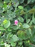 Image result for Clematis uhehensis