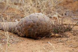Das würde 1700 lebenden schuppentieren entsprechen. Das Meistgeschmuggelte Saugetier 9 Fakten Zum Pangolin