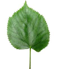 Leaf Wikipedia