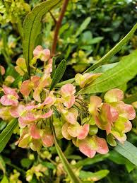 Image result for Dodonaea viscosa
