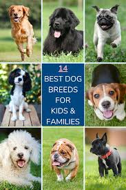 Top 14 Best Dog Breeds For Families Petsies Dog Breeds Every Dog Breed Best Dog Breeds