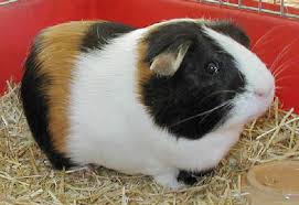 Guinea Pig Care Guinea Pig Breeds