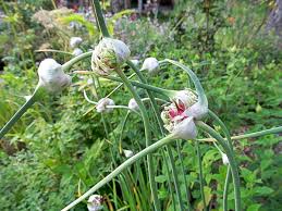 Check spelling or type a new query. Growing Garlic From Seed Top Setting Bulbils