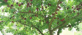 Wait until pruning is optimal. How To Prune Fruit Trees Ohau Eventfinda