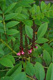 Image result for Indigofera demissa
