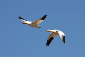 We did not find results for: Tpwd Texas Whooper Watch Whooping Crane Look Alikes