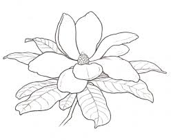 Magnolia Drawings Flower Drawing Magnolia Flower